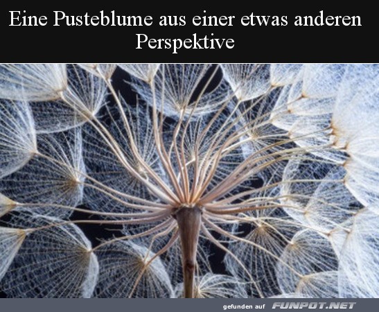 Pusteblume