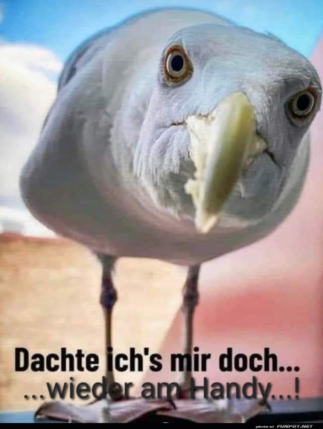 Dachte ich's mir