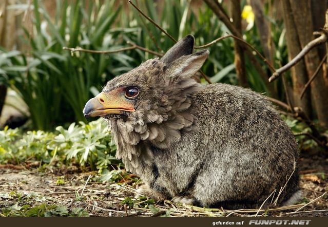 Komischer Vogel-Hase