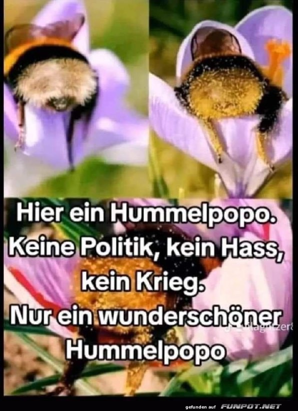 Ein Hummelpopo