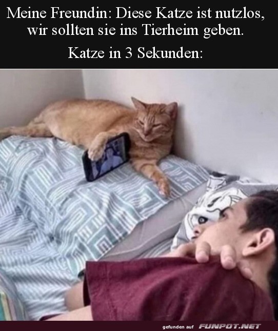 Katze ist nutzlos