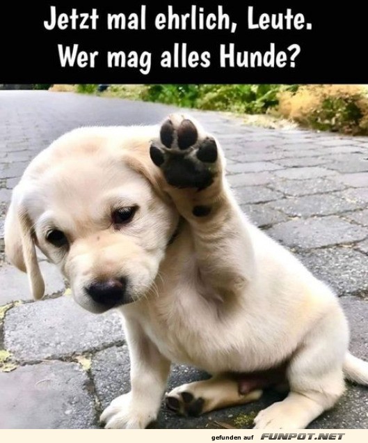 Wer mag Hunde?