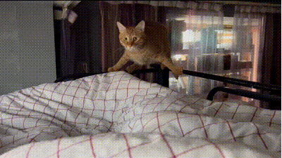 Katze auf dem Bettgestell Katze auf dem Bettgestell