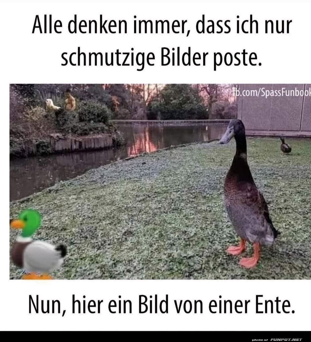 Nur ein Bild von einer Ente