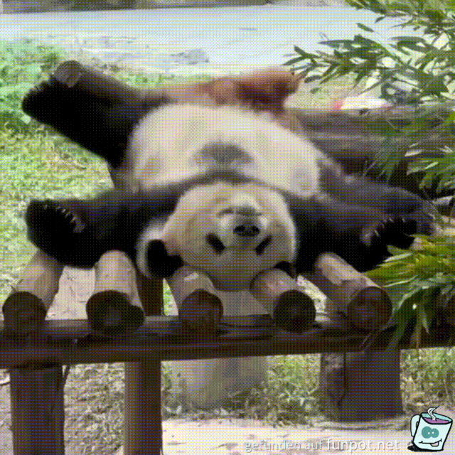 Fauler Panda