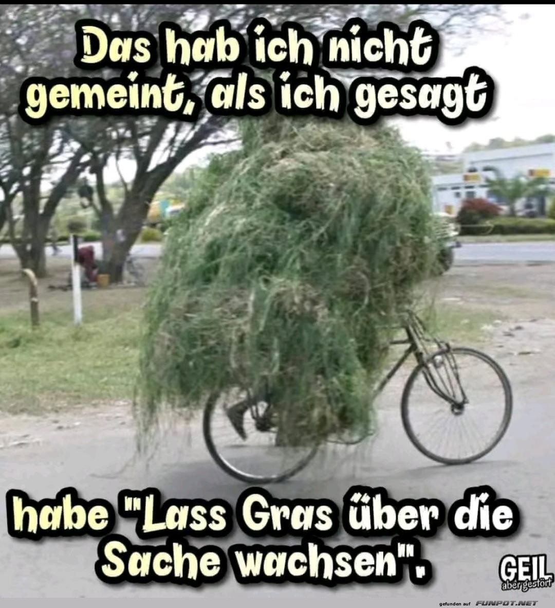 Gras wachsen