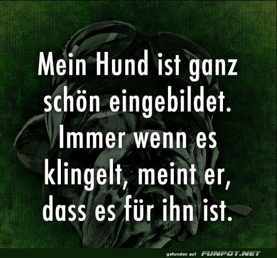 Mein Hund