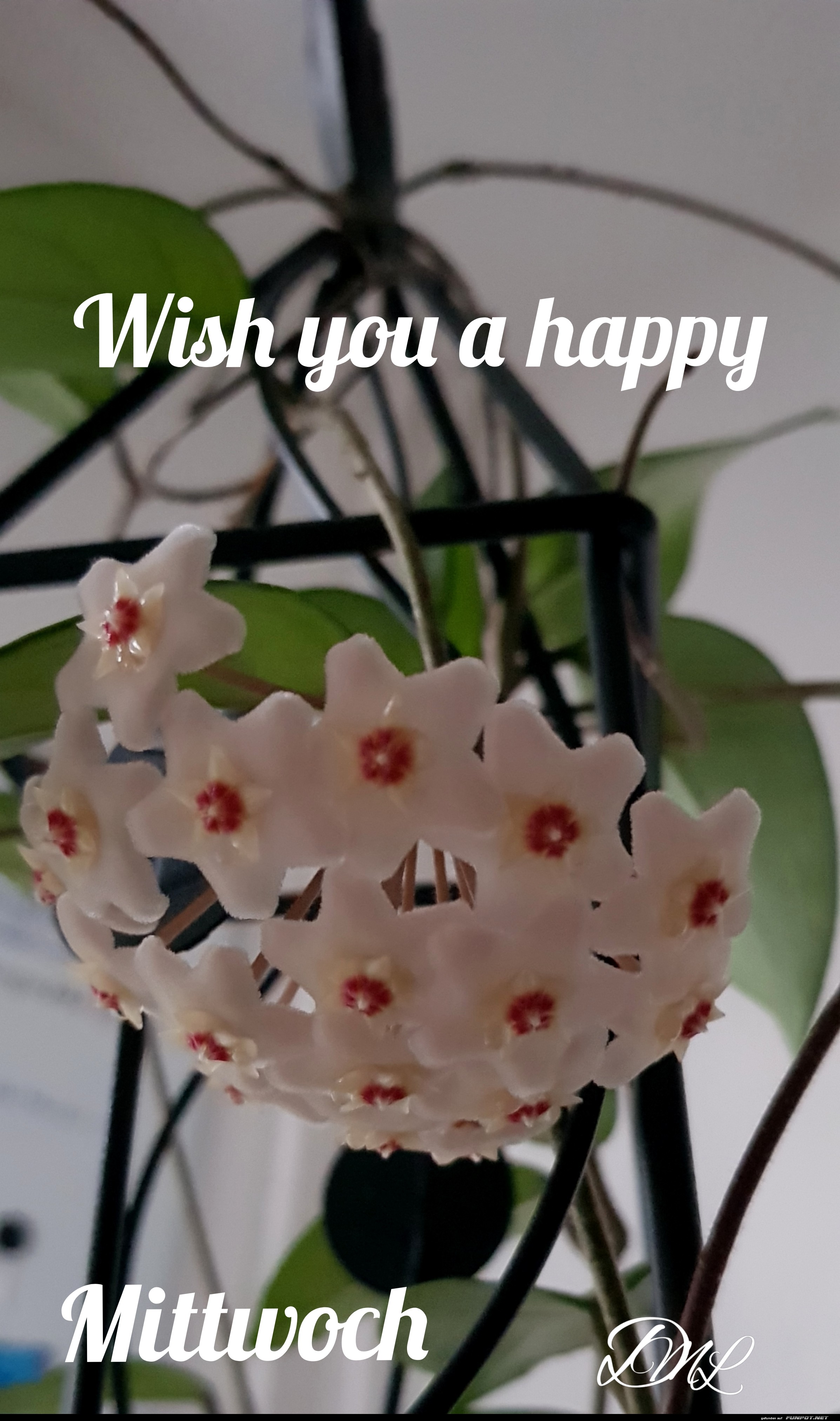 Wish you are happy Mittwoch -Weie Wachsblume