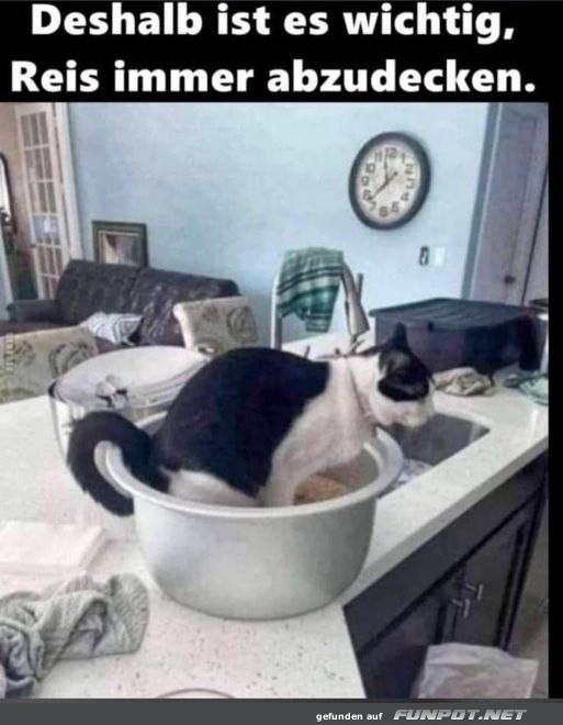 Reis immer abdecken