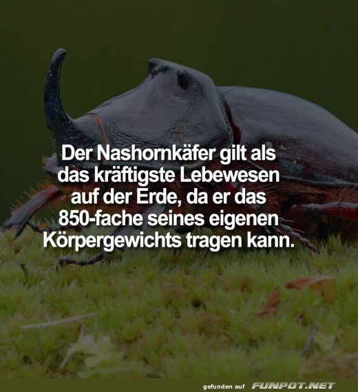 Der Nashornkfer