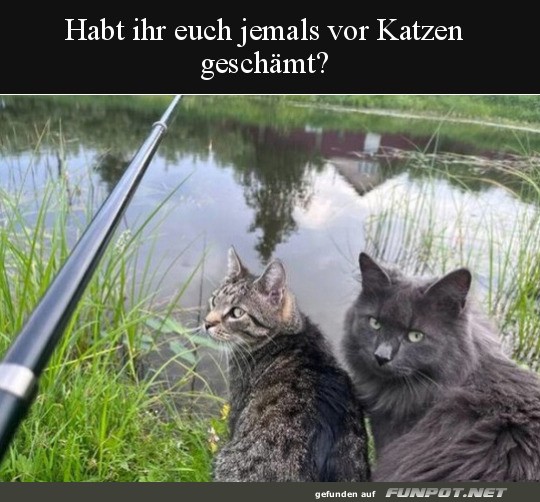 Diese Katzenblicke