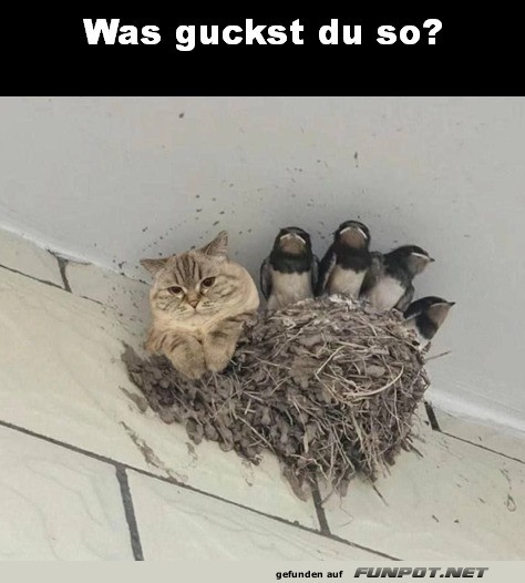 Was guckt du?