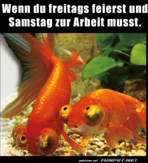 Freitags gefeiert Freitags gefeiert