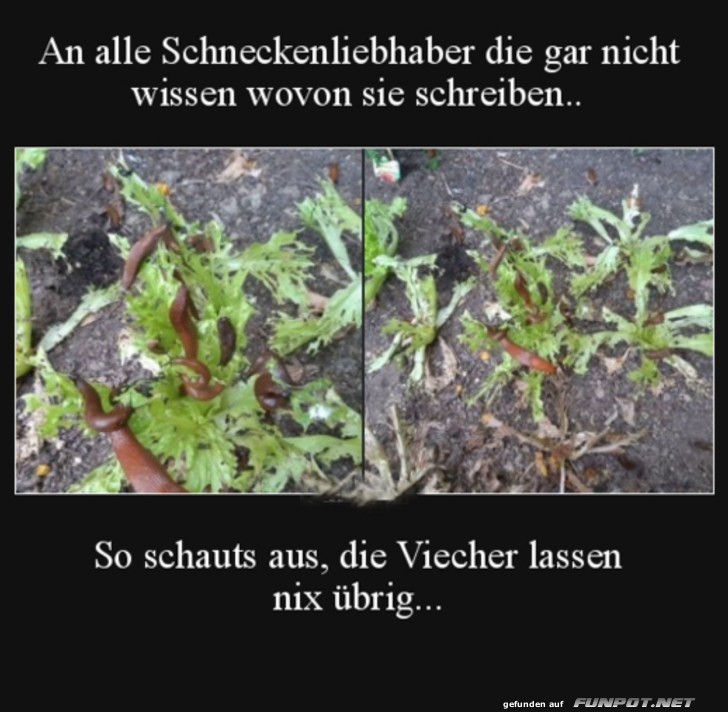 Nervige Schnecken