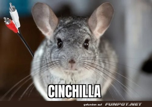 Cinchilla