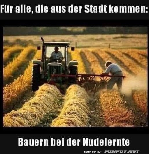 Die Nudel-Ernte