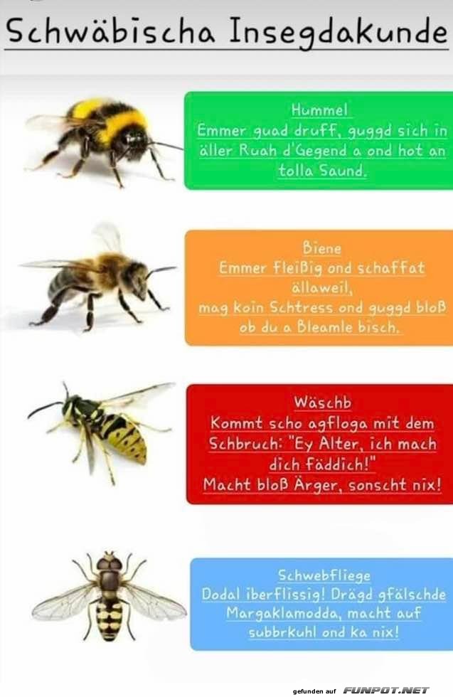 Insektenkunde auf schwbisch