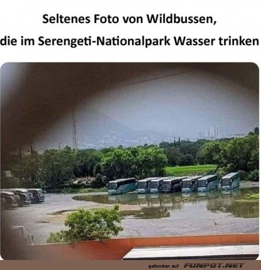 Wildbusse