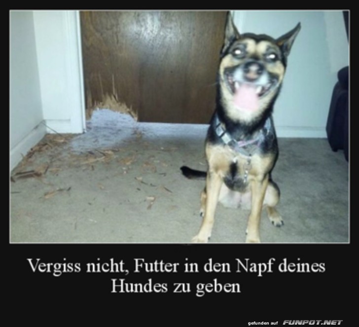 Futter fr den Hund vergessen