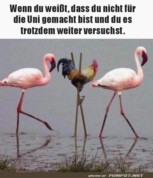 Trotzdem versuchen