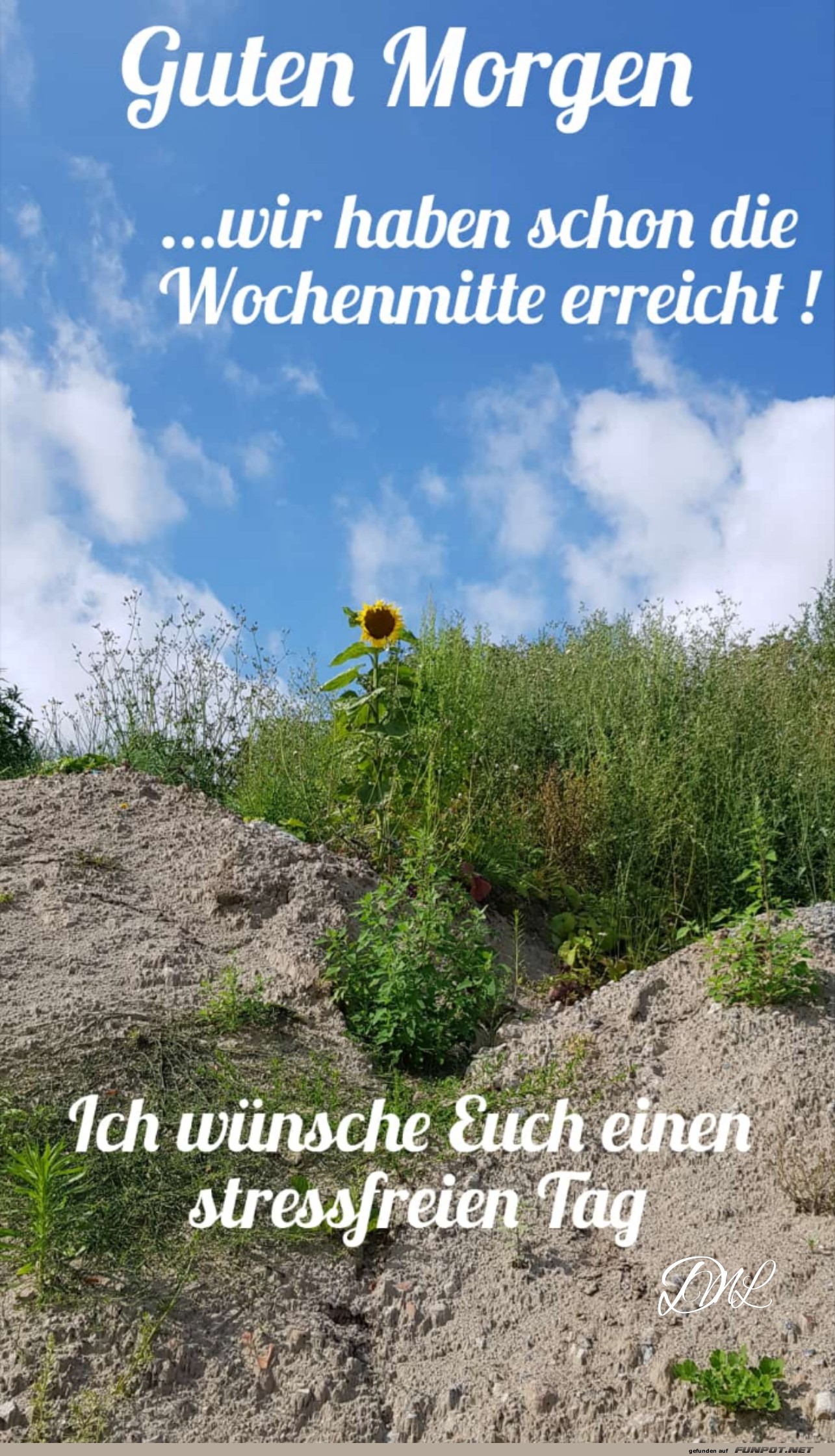 Mittwoch, Sonnenblume auf Sandberg