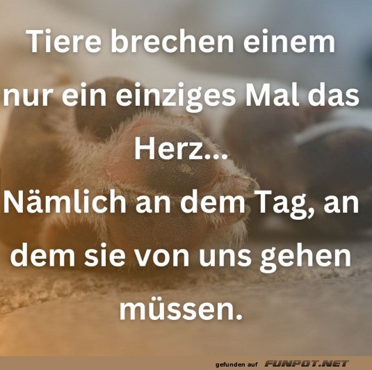 Tiere