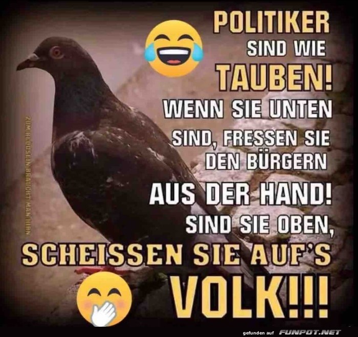 Wie Tauben