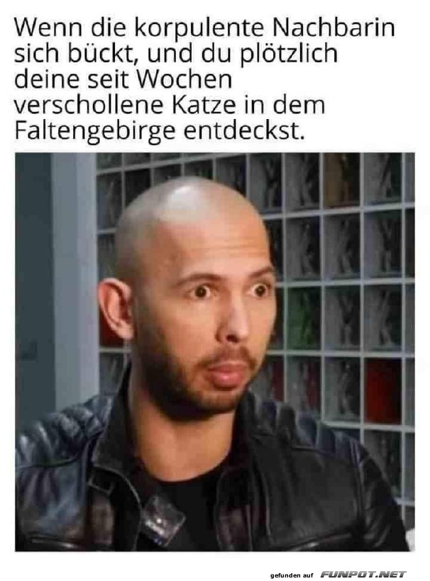 Katze entdeckt Katze entdeckt
