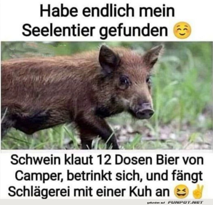 Seelentier gefunden