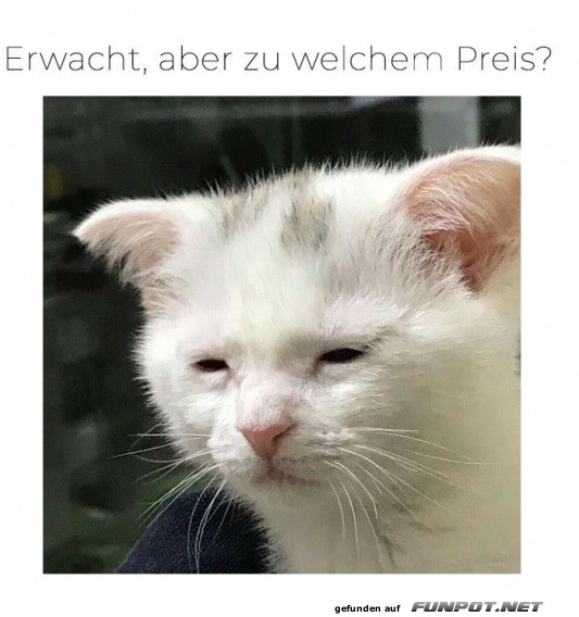 Erwacht