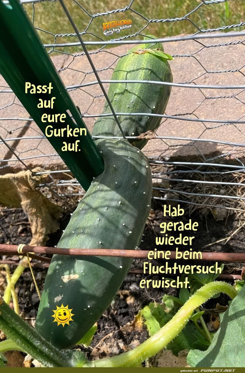 Fluchtversuch der Gurke