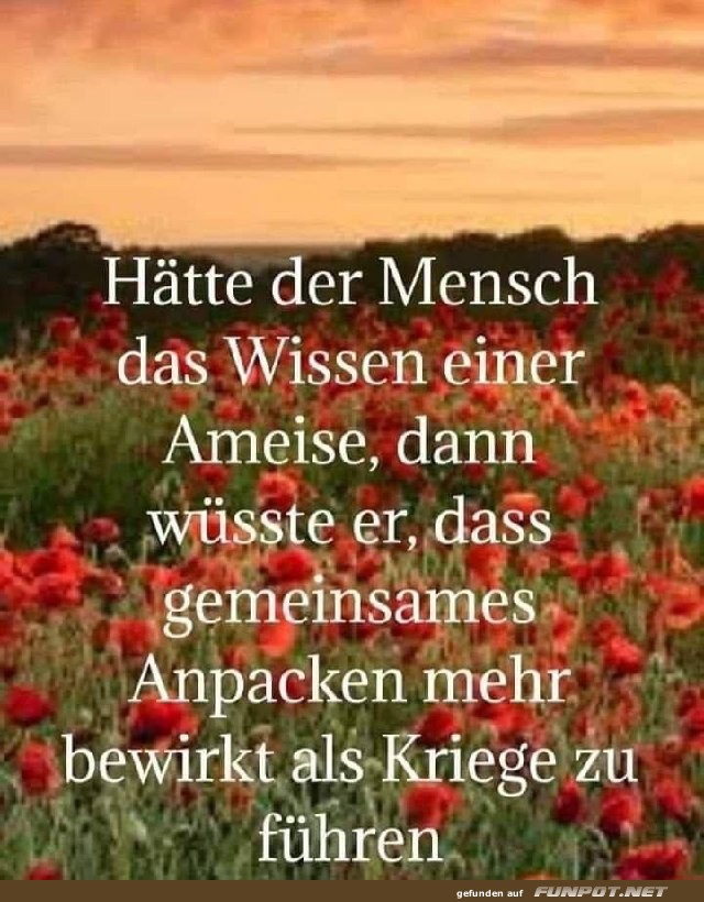 Das Wissen einer Ameise