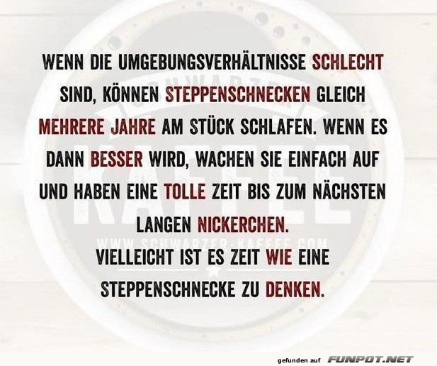 Steppenschnecken