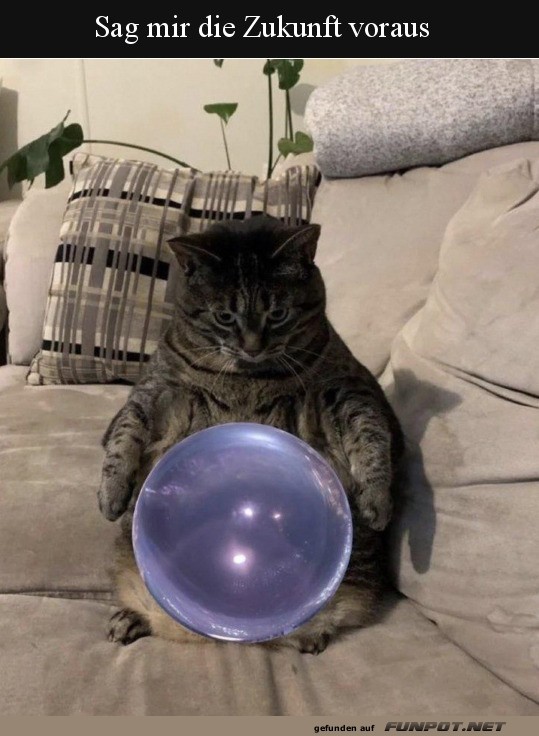 Katze mit Glaskugel