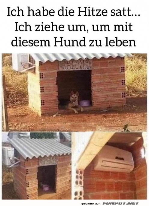 Ich ziehe zu diesem Hund