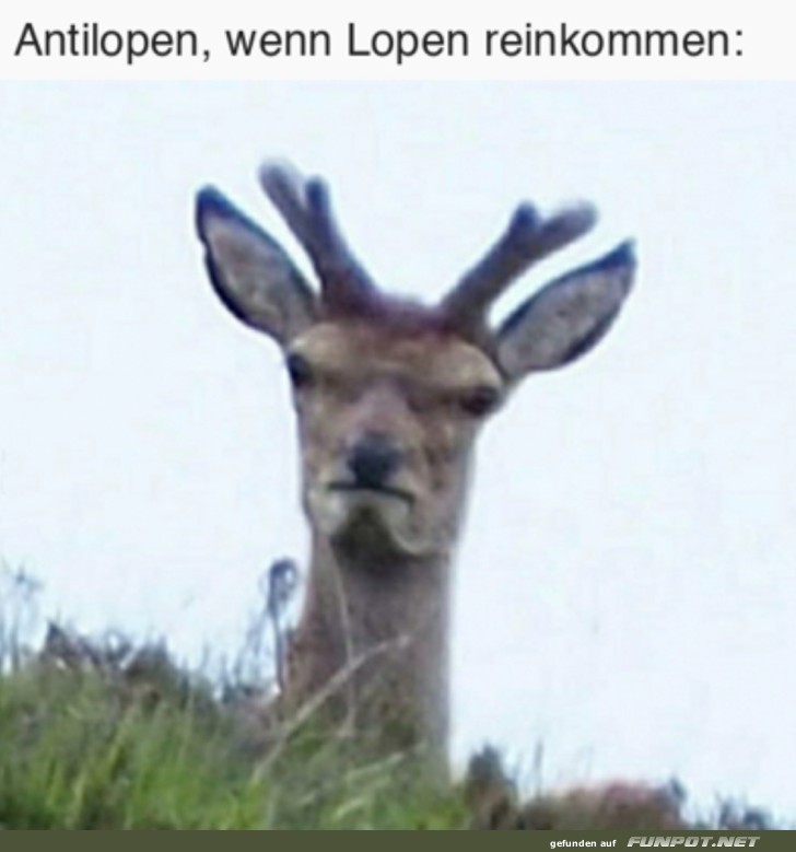 Antilopen Antilopen