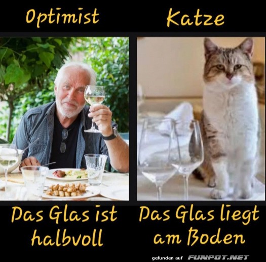 Optimist vs. Katze