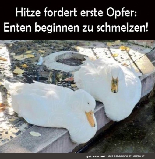 Enten schmelzen