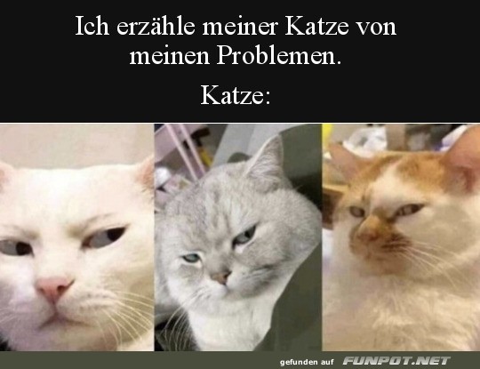 Dieser Katzenblick