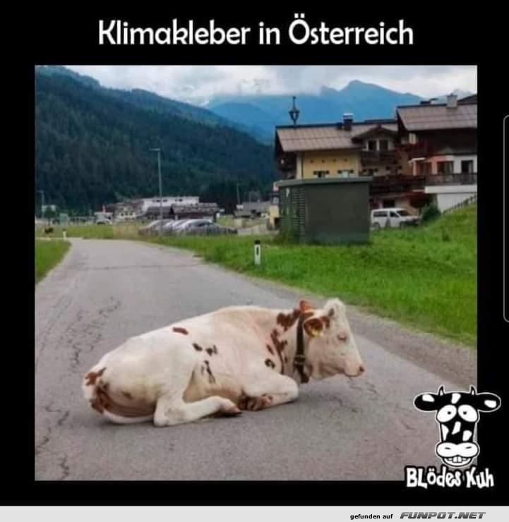 Klimakleber