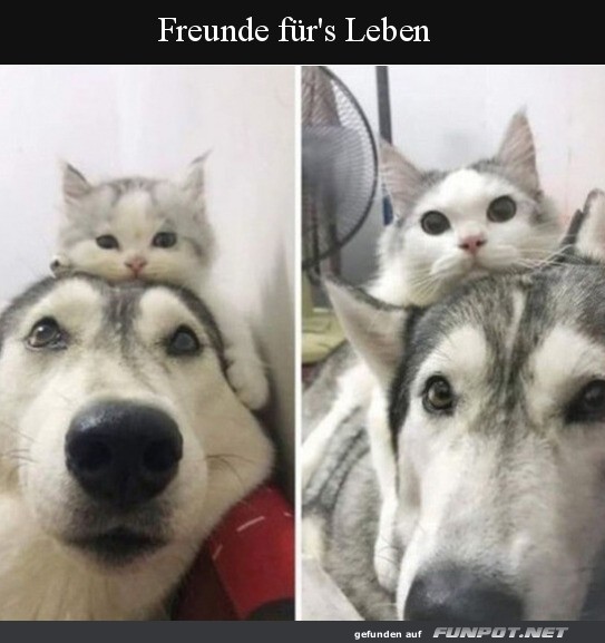 Freunde frs Leben