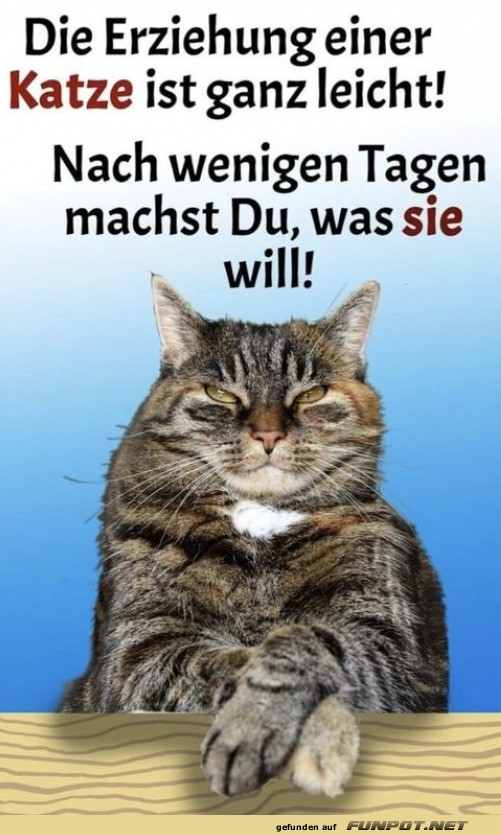 Erziehung einer Katze