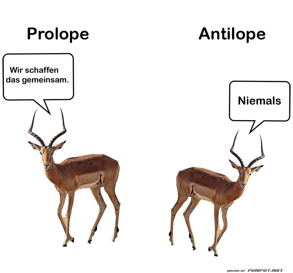 witzige Bilder aus verschiedenen Blogs