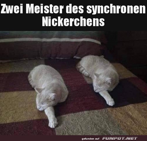 Synchrones Nickerchen