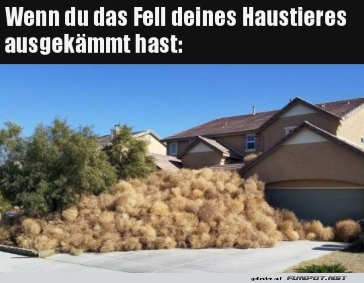 Fell ausgekmmt