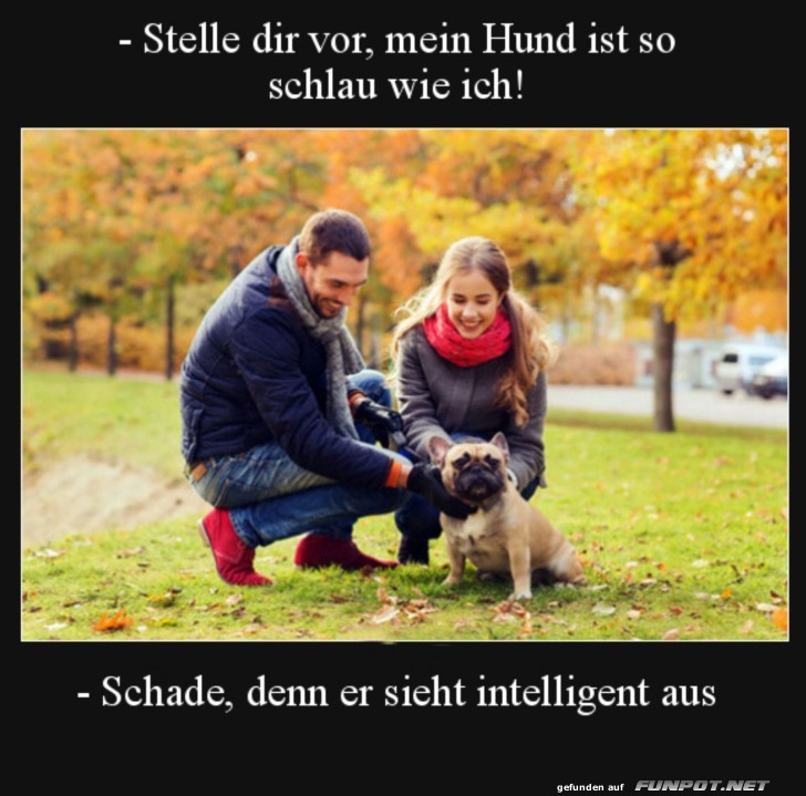 Schlauer Hund