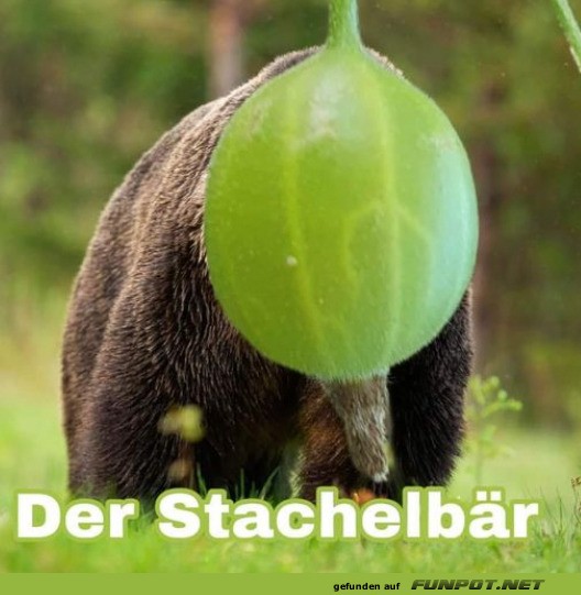 Der Stachelbr