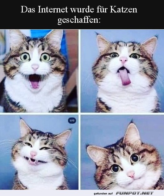 Katzen im Internet