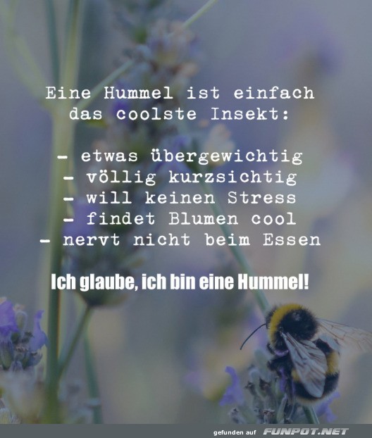 Eine Hummel