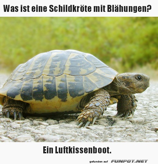 Ein Luftkissenboot